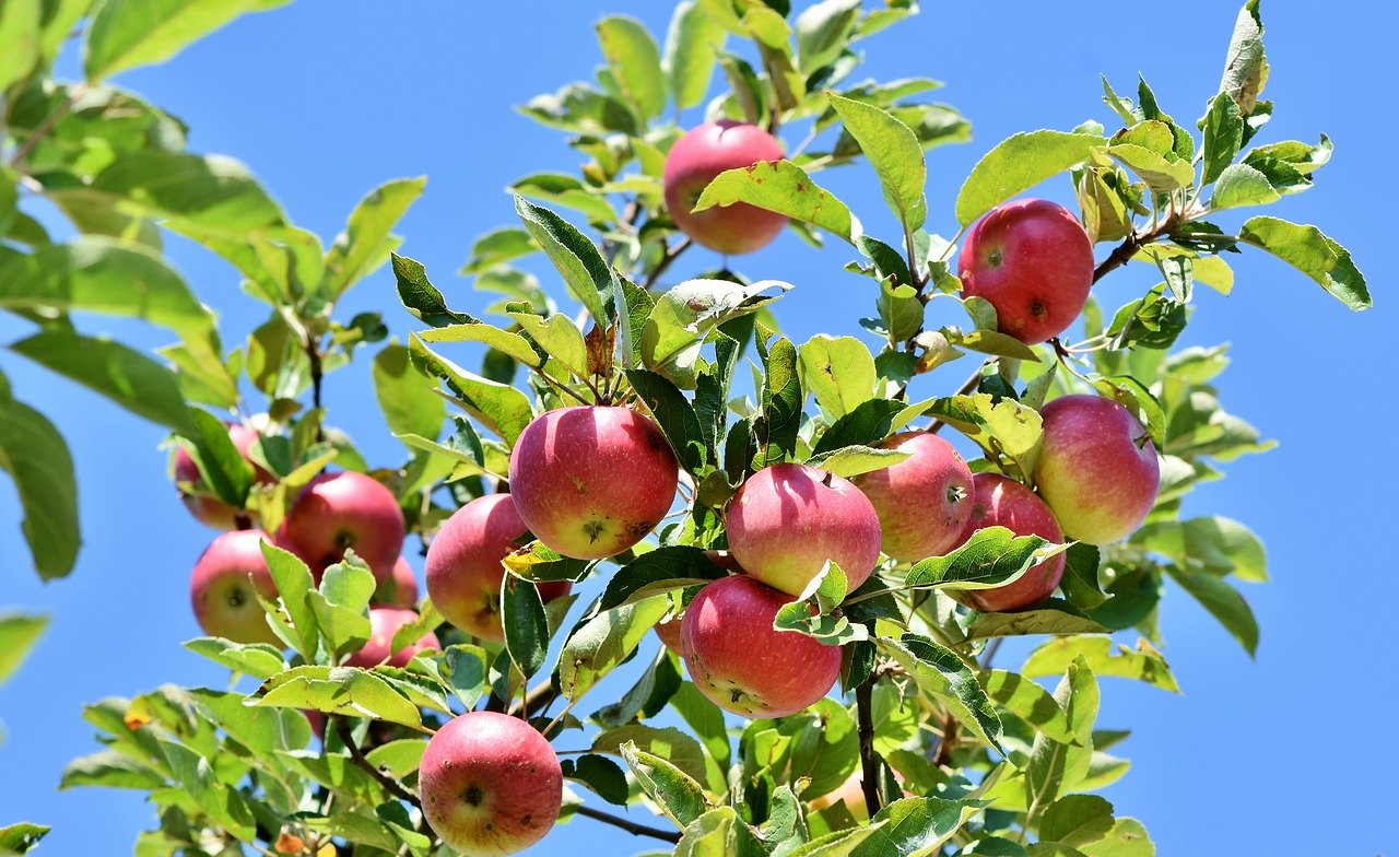 Planting fruit trees