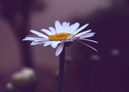 Simplicity in a complex world