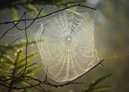 Communicating, connecting and community