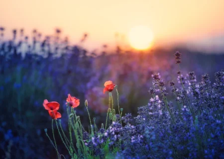Living Simply: Lessons from ‘Aunt’ Eloise (Part 1)